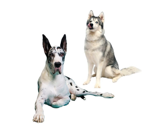 SPA canino para perros entre 45 y 59 kilos