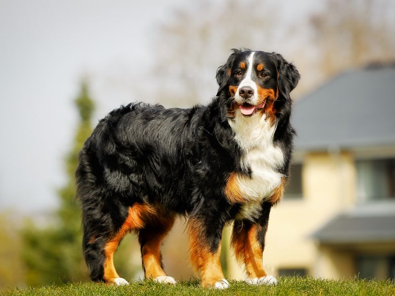 SPA canino para perros entre 45 y 59 kilos