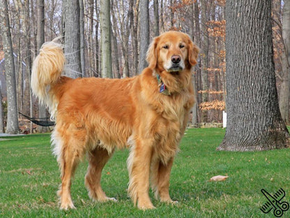 SPA canino para perros de 26 a 45 Kilos