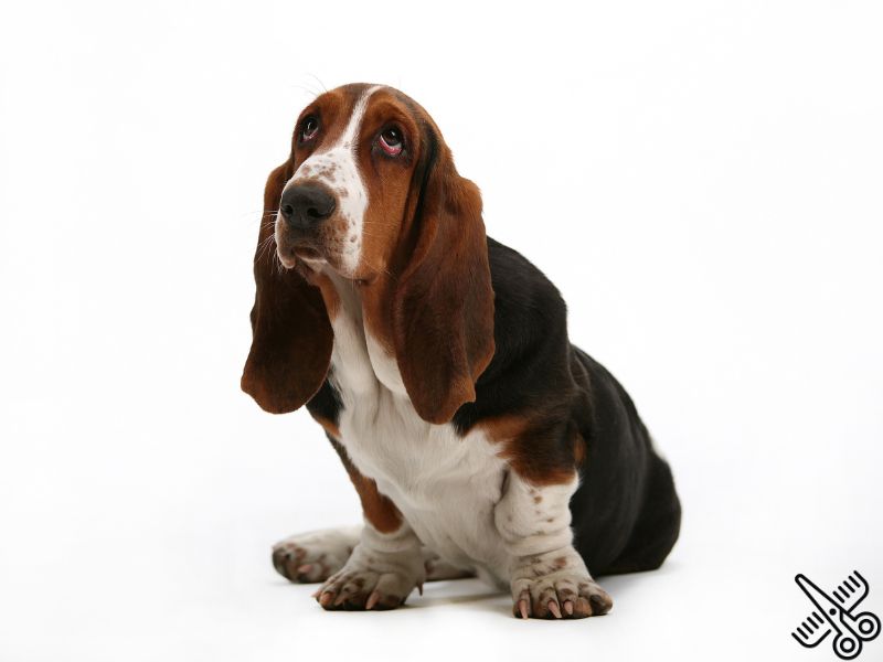 SPA canino para perros de 6 a 25 kilos