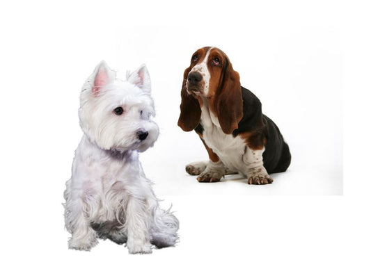 SPA canino para perros de 6 a 25 kilos