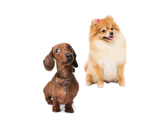 SPA canino para perros pequeños hasta 5 Kilos